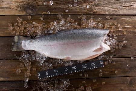 форель морская (9)