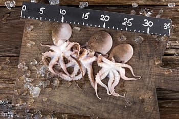 Осьминог бэби