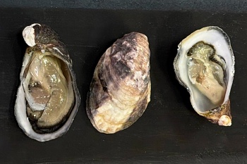 Устрица живая Муроцу M (40-60)