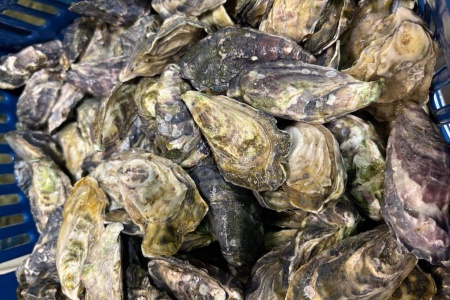 устрица розовая джоли 3