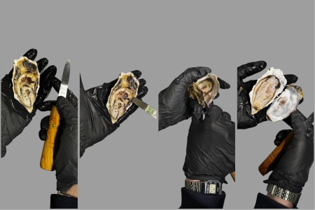 устрица розовая джоли 3