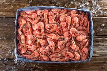 Креветка северная, 60/80