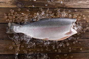 Форель радужная, потрошеная, без головы, 2,7-3,6 кг