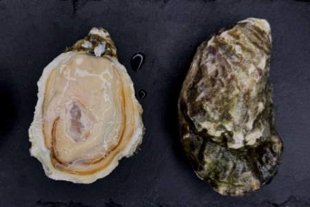 Устрица Касабланка 2