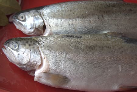 форель речная 4