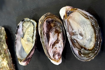 Устрица живая Моана M (55-70)