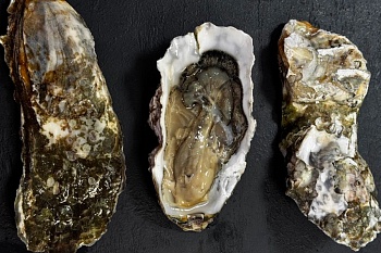 Устрица живая Императорская M (100-150)