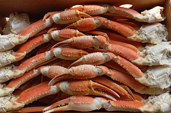 Краб стригун-опилио, конечности, Н, 5 кг