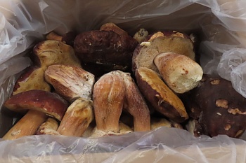 Грибы белые целые, 1 сорт, 8 кг