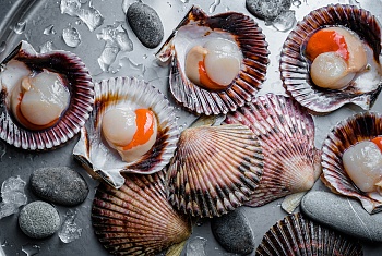 Гребешок морской, с икрой