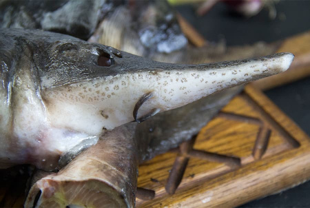 суповой осетр 4