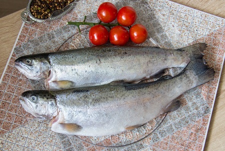 форель речная (12)