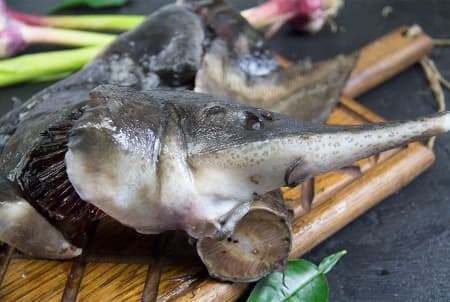 белуга суповой 3