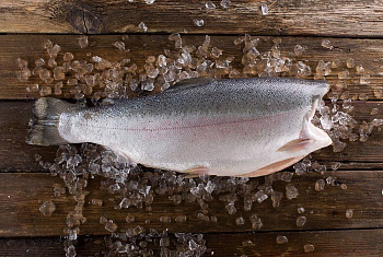 Форель морская, потрошеная, без головы