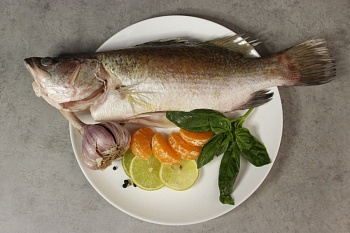 Баррамунди