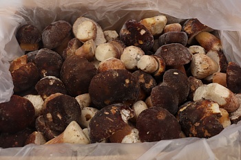 Грибы белые целые, 2-5 см, 10 кг