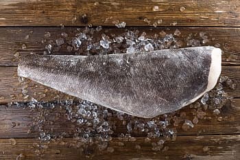 Чилийский сибас (клыкач)