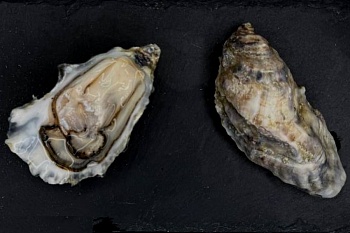 Устрица живая Розовая Джоли S (40-50)