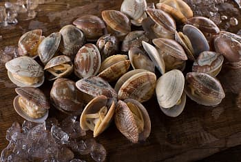 Ракушки вонголе