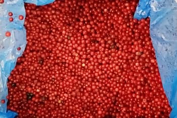 Брусника дикорастущая, 10 кг