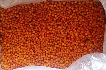 Облепиха, 10 кг