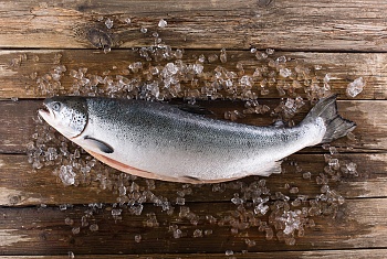 Лосось/сёмга, потрошеный 4-5 кг