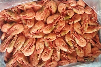 Креветка северная, 120+, 5кг