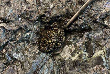 икра черная дойная 50 5