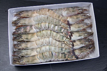 Креветка тигровая, в панцире, с головой, 8/12